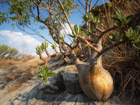 Pachypodia jsou rozšířené madagaskarské sukulenty 